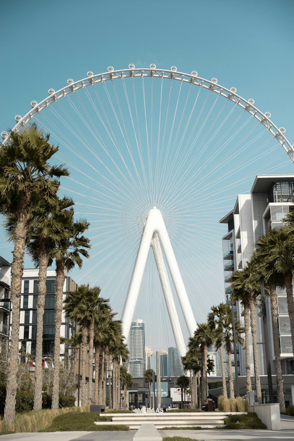 Ain Dubai observation wheel towering over Bluewaters Island with palm trees and Dubai skyline