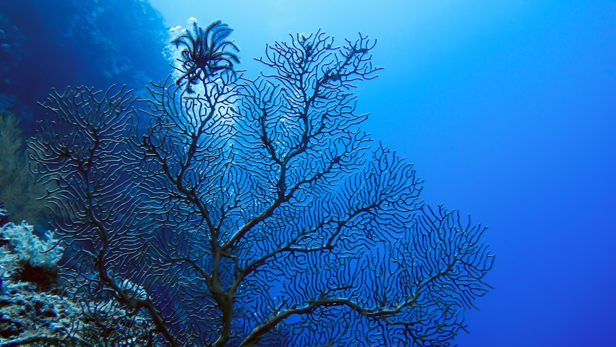 Scuba diver swimming over colourful coral reef in clear water, Fujairah UAE