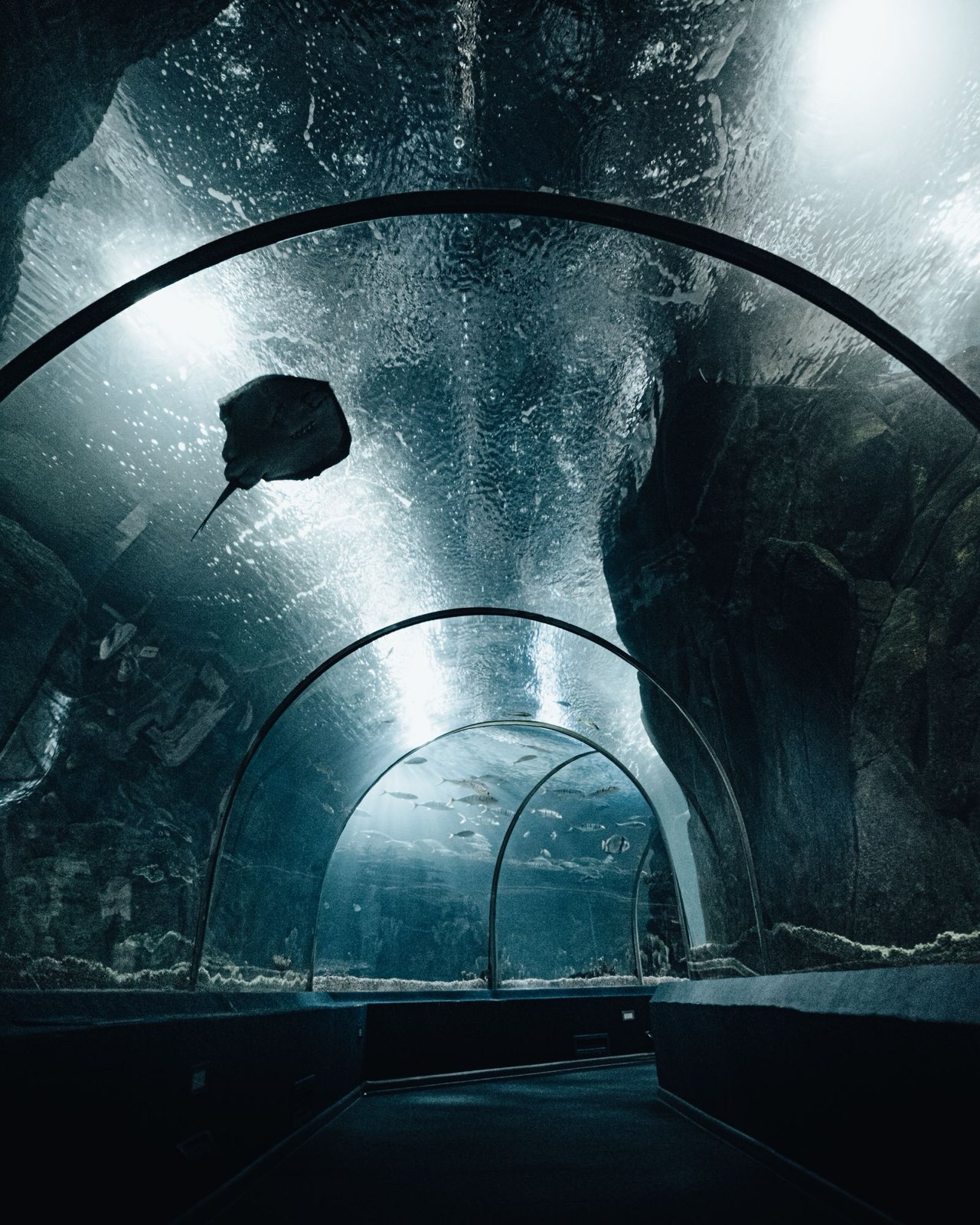 Glass aquarium tunnel with a stingray gliding overhead and schools of fish ahead
