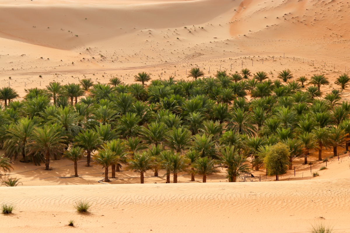 Lush oasis palms blooming amidst the desert sands, Abu Dhabi UAE
