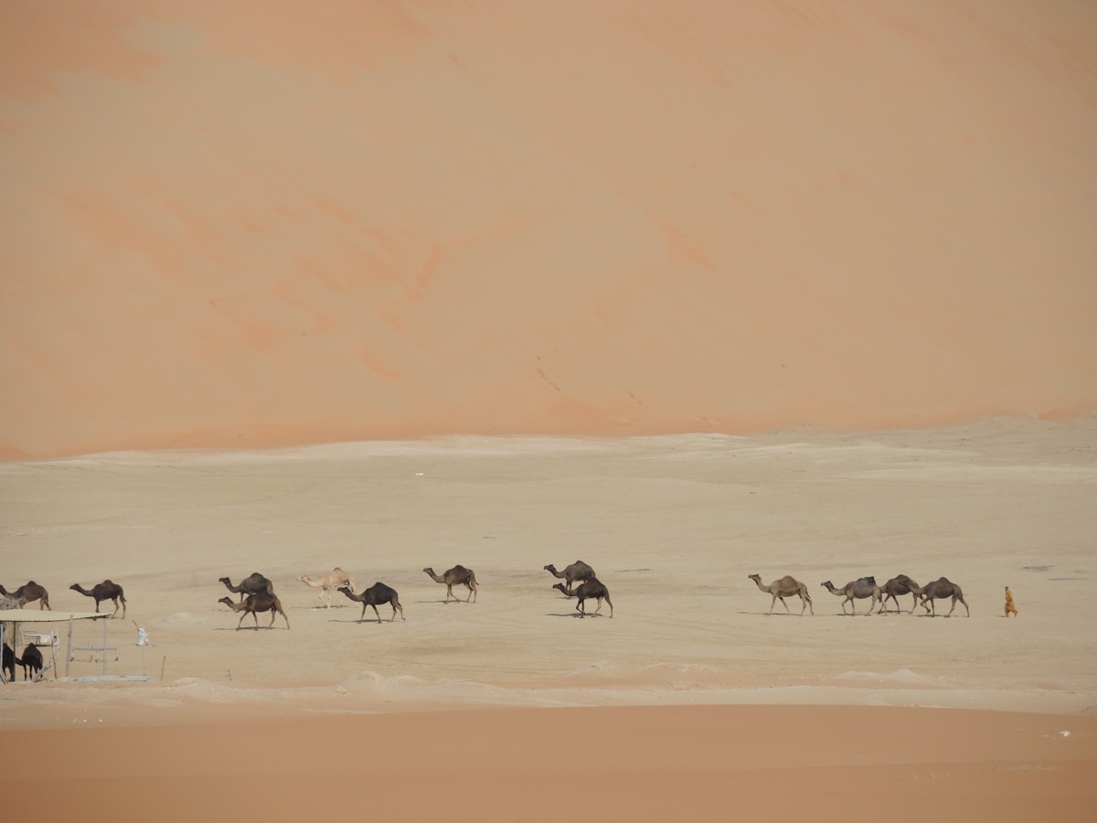 Camels crossing the UAE desert at dawn near Liwa Abu Dhabi