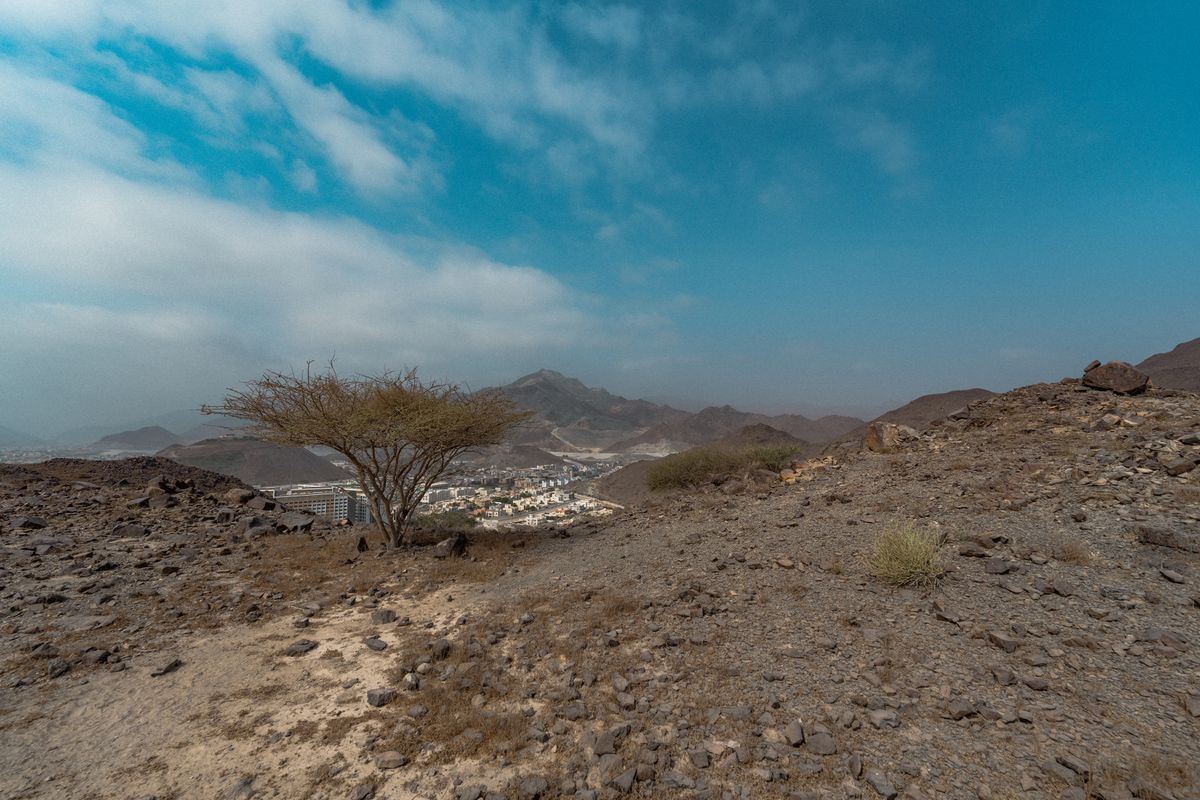Rocky Hajar Mountains landscape with acacia tree near Khor Fakkan UAE