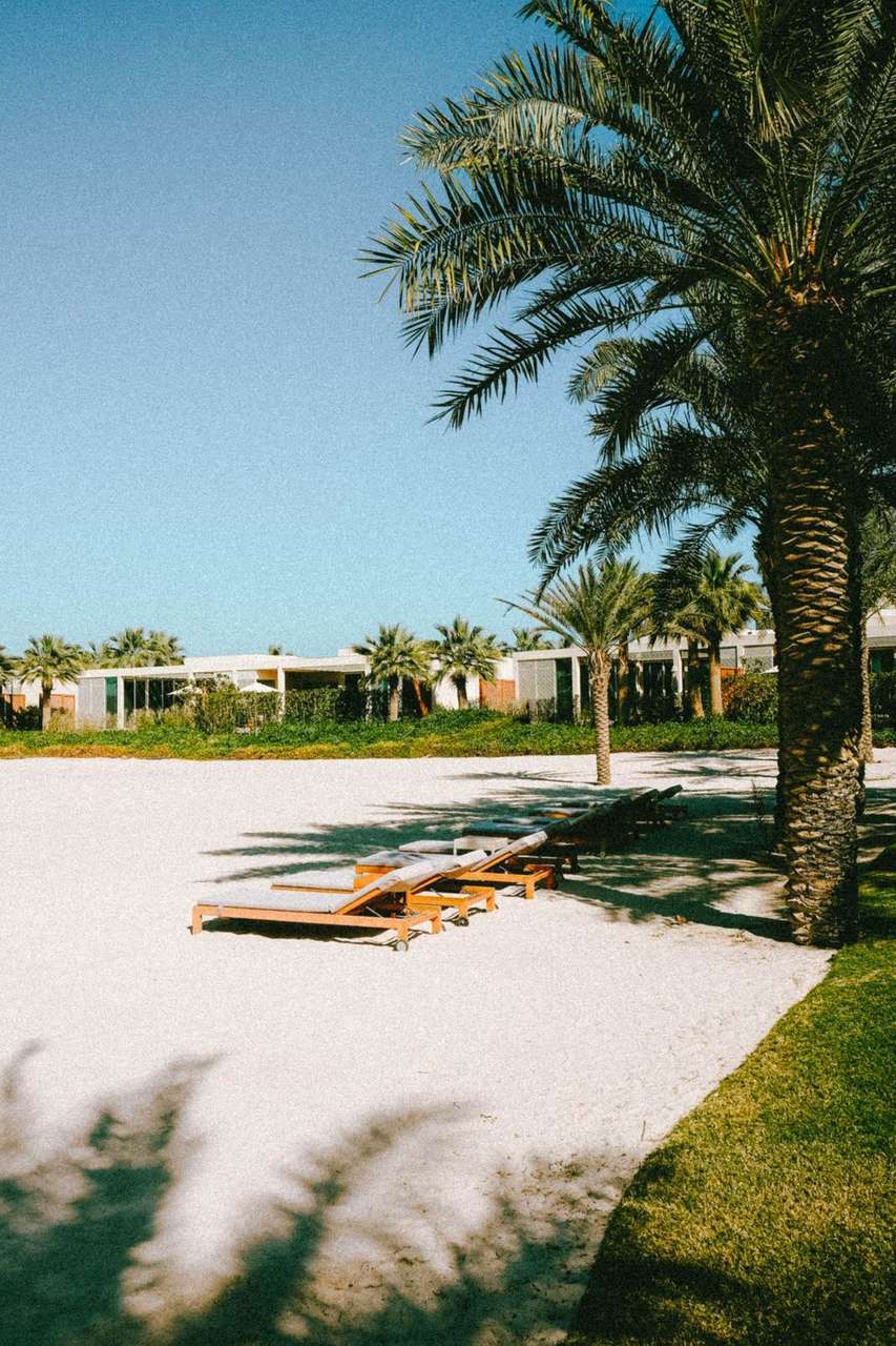 Sun loungers on a white sand beach beside palm trees in the UAE