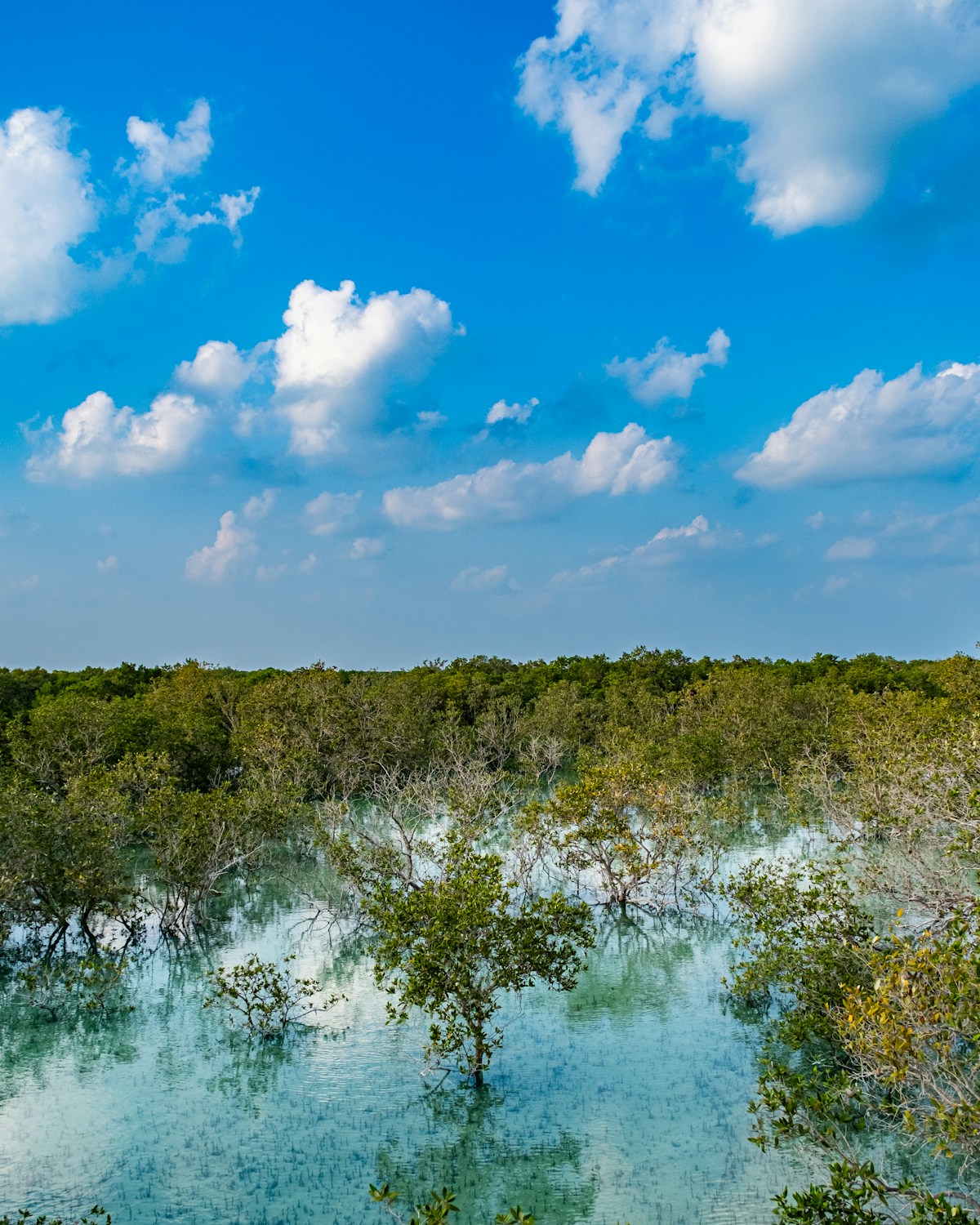 Mangrove trees partially submerged in turquoise water under blue sky in Umm Al Quwain, UAE